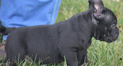 amerikanische bulldogge hamburg