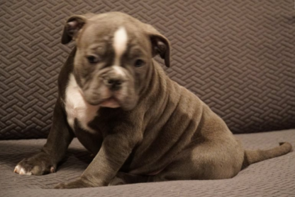 american bully kaufen hamburg