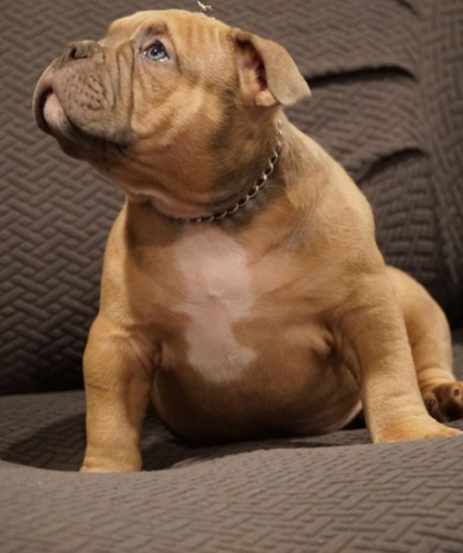 amerikanische bulldogge bayern