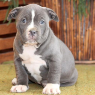 american bully welpen kaufen österreich