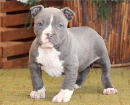 american bully welpen schweiz