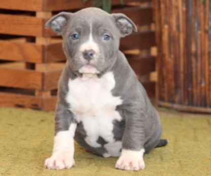 american bully welpen hessen