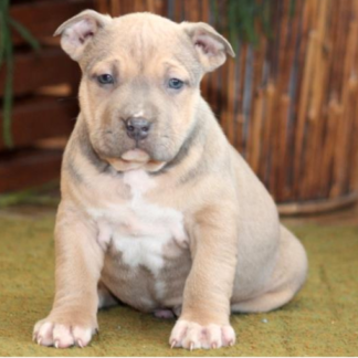 american bully welpen kaufen