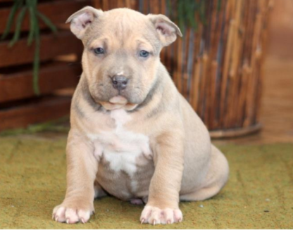 american bully welpen kaufen