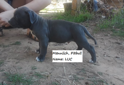 american pitbull terrier kaufen ebay