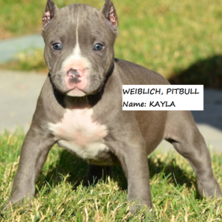 american pitbull welpen kaufen schweiz