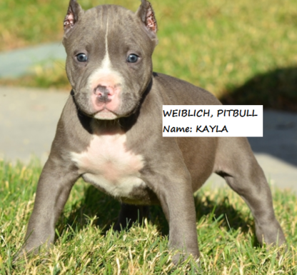 american pitbull welpen kaufen schweiz