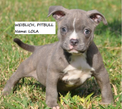 american pitbull welpen kaufen wien