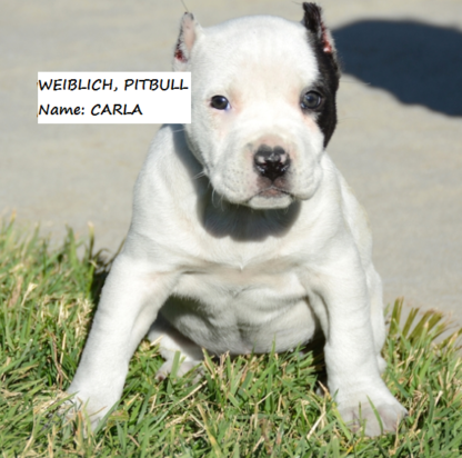 pitbull welpen zu verkaufen österreich