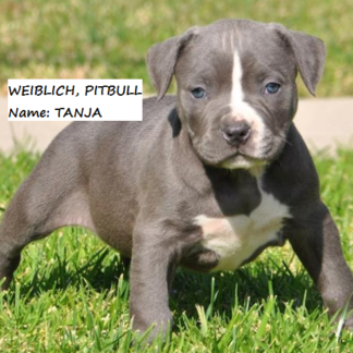 american pitbull terrier kaufen frankfurt