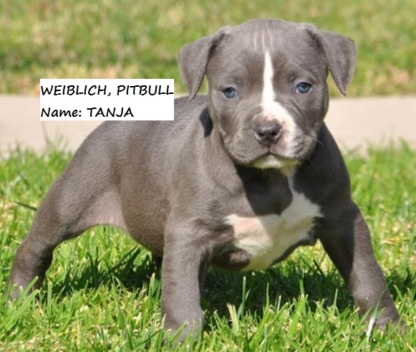 american pitbull terrier kaufen frankfurt