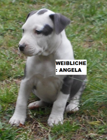 staffordshire bullterrier welpen deutschland