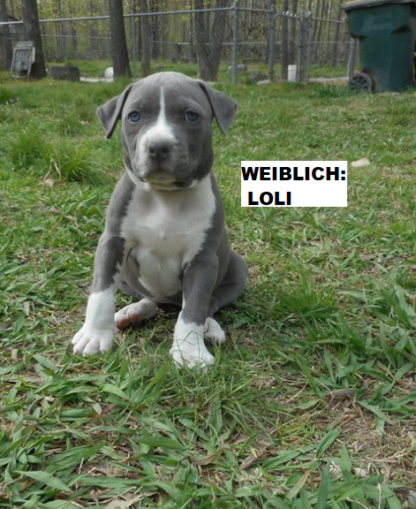 blue staffordshire bull terrier welpen