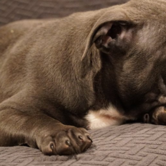 american bully welpen kaufen