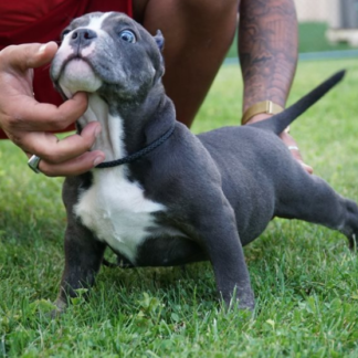 american bulldog hamburg listenhund