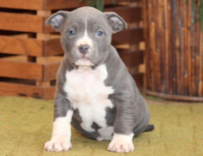 american bully classic welpen