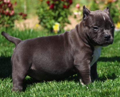 american bully welpen kaufen hamburg