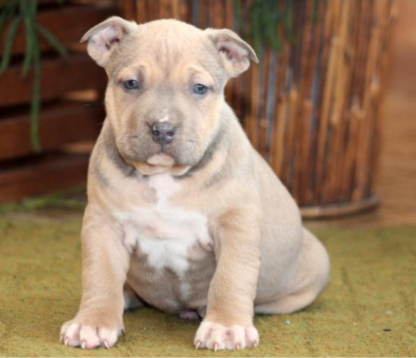 american bully welpen kaufen wien