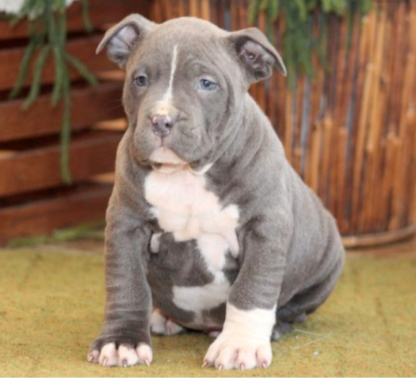 american bully welpen hannover