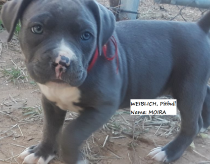 american pitbull terrier welpen kaufen österreich