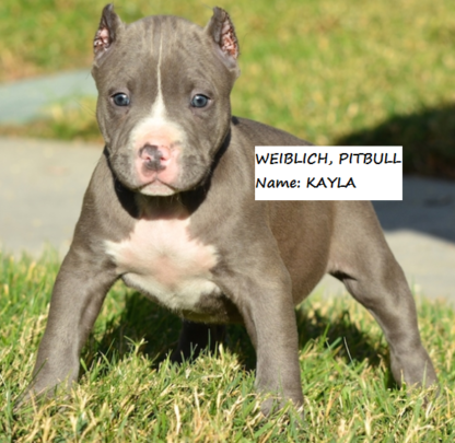 american pitbull welpen züchter