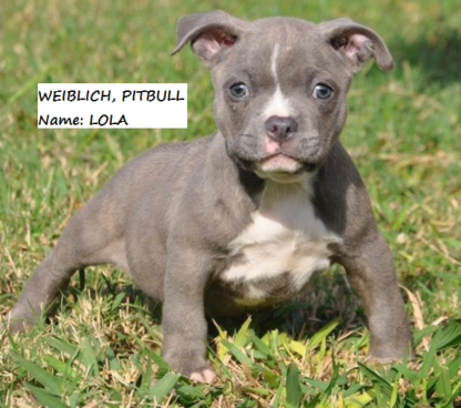 pitbull welpen zu verkaufen