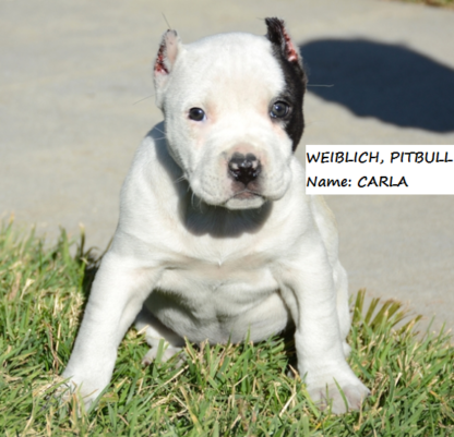 american pitbull welpen