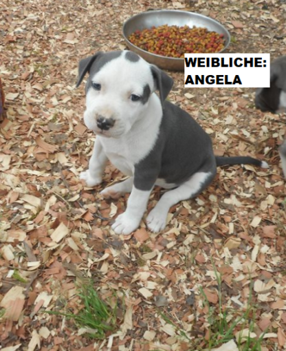 staffordshire bullterrier welpen baden-württemberg