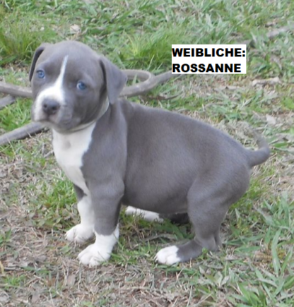 american staffordshire terrier welpen kaufen