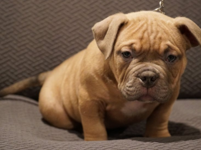 amerikanische bulldogge liste