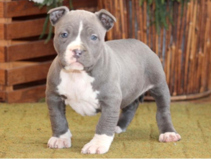 american bully welpen blueline