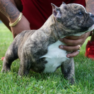 american bully welpen zu verkaufen