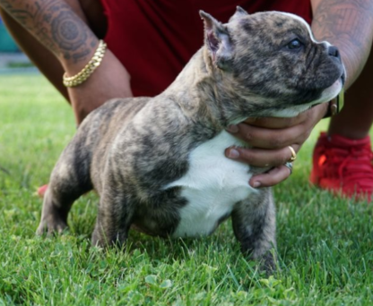 american bully welpen zu verkaufen