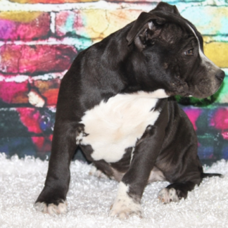 top american bulldog welpen abzugeben