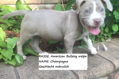 american bully welpen kaufen hamburg