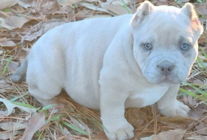 american bully xl blue line welpen kaufen