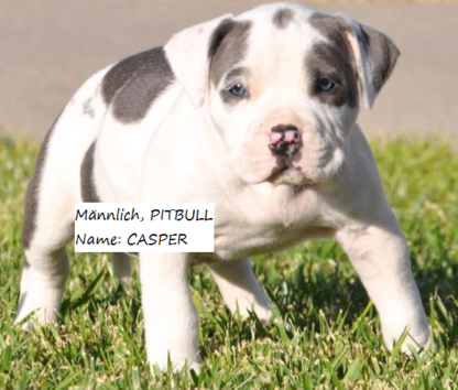 american pitbull welpen nrw