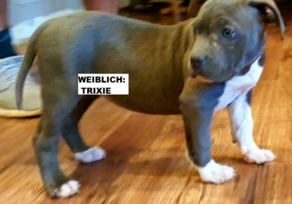 american staffordshire terrier kaufen deutschland