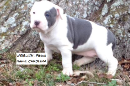 american pitbull terrier kaufen deutschland