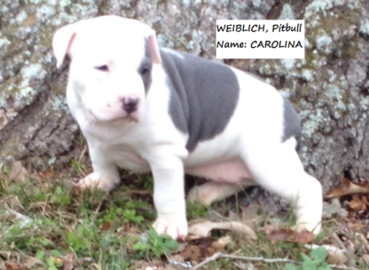 american pit bull terrier welpen kaufen