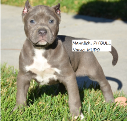 american pitbull welpen nrw