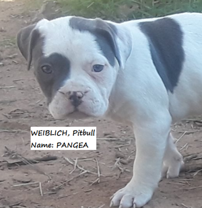 american pitbull terrier blue line welpen kaufen