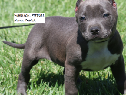 american pitbull terrier blueline kaufen