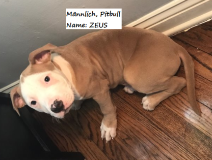 american pitbull terrier zucht deutschland