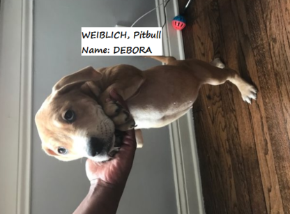 american pitbull welpen zu verkaufen