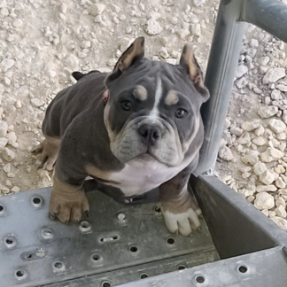 American Bully welpen kaufen