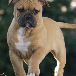 American bulldog welpen